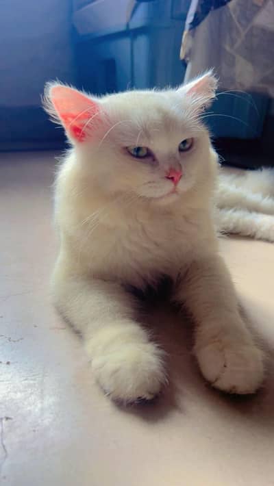 Persian breed
