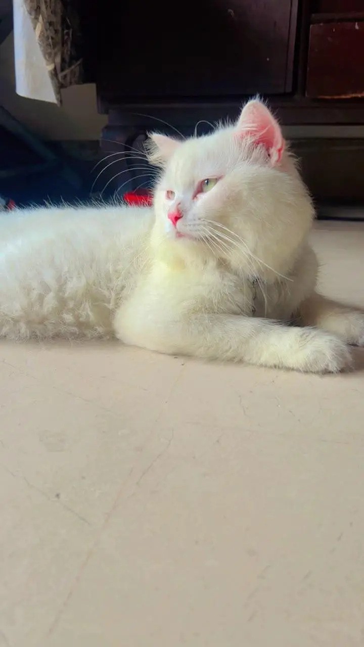 Persian breed — photo 2