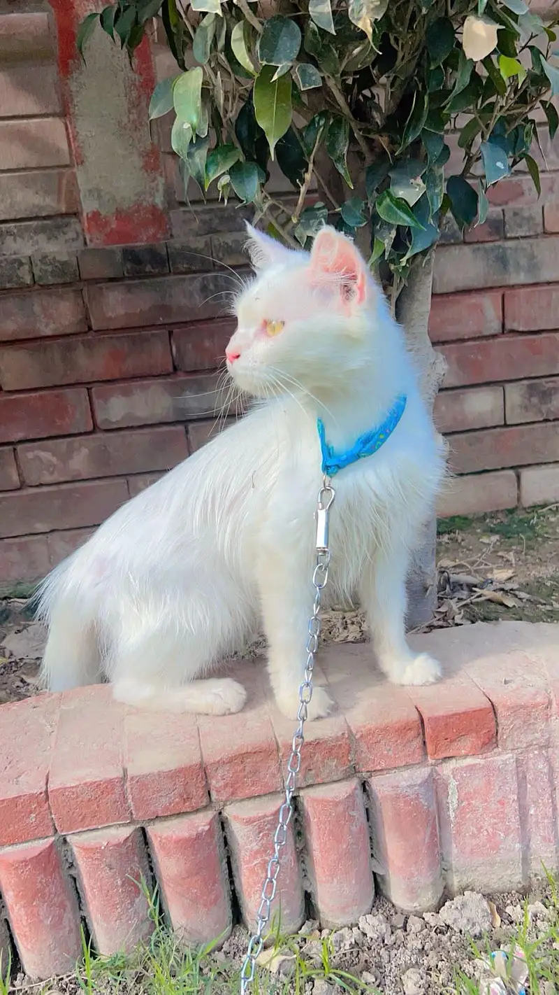 Persian breed — photo 3