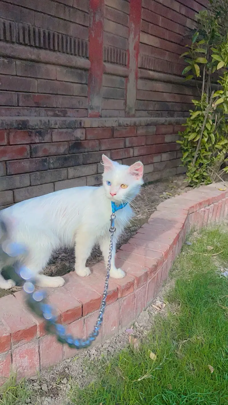 Persian breed — photo 4