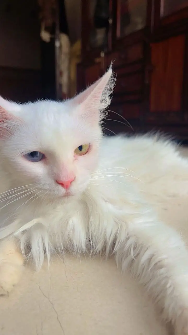 Persian breed — photo 5