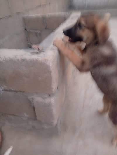 German shepherd