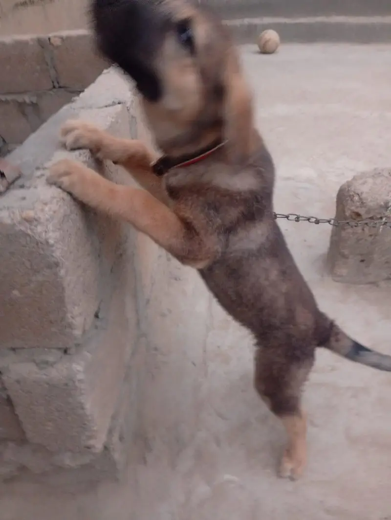 German shepherd — photo 2