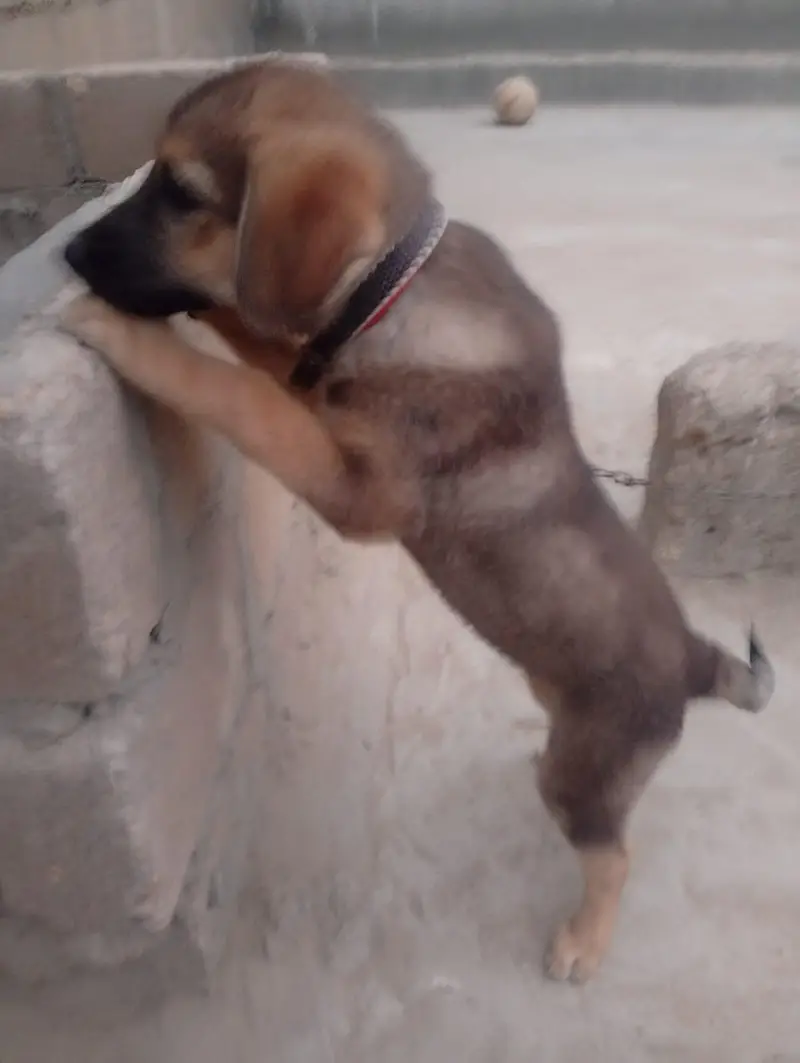 German shepherd — photo 3