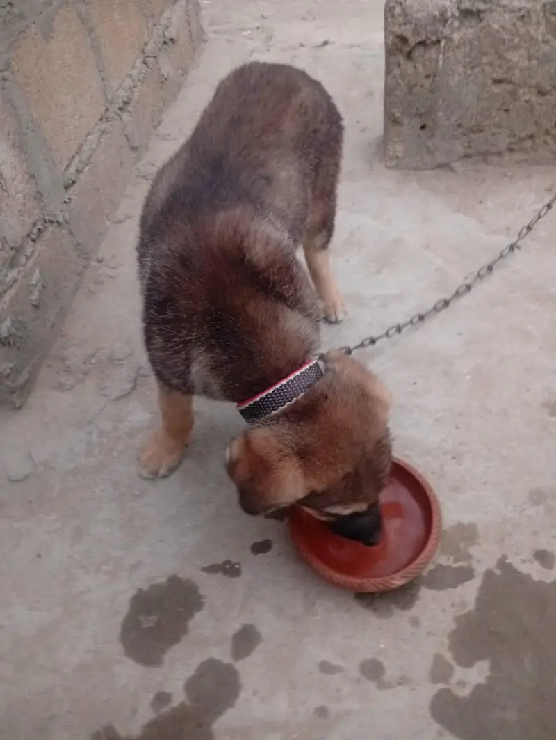 German shepherd — photo 4