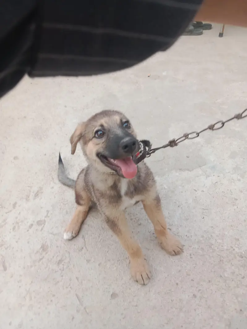 German shepherd — photo 5
