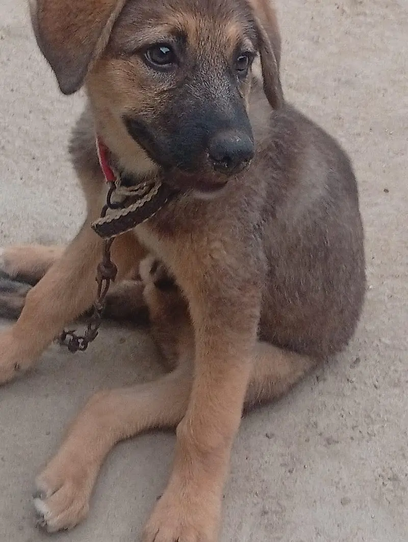 German shepherd — photo 6