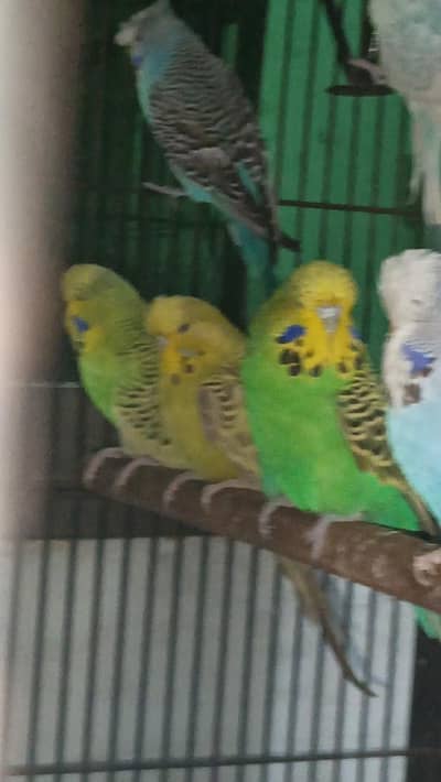 Kashmiri Raw pair parrot hand tame