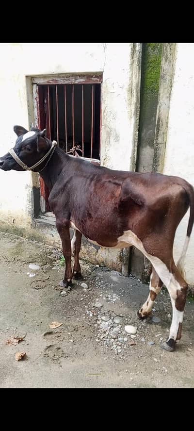 Wachi for sale