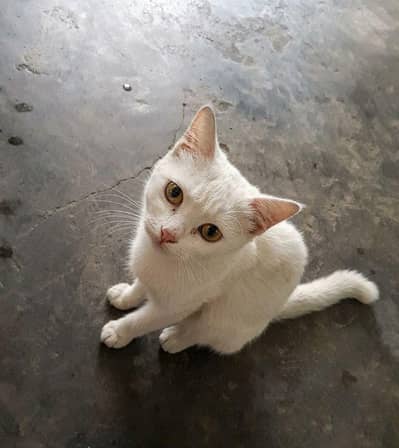 Russian cat