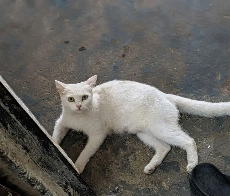 Russian cat — photo 2