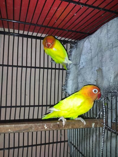 love birds for sale