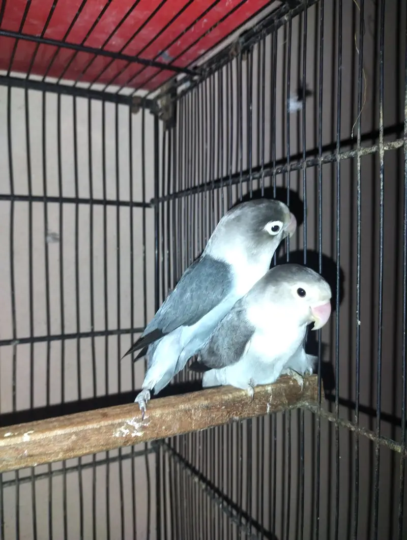 love birds for sale — photo 2