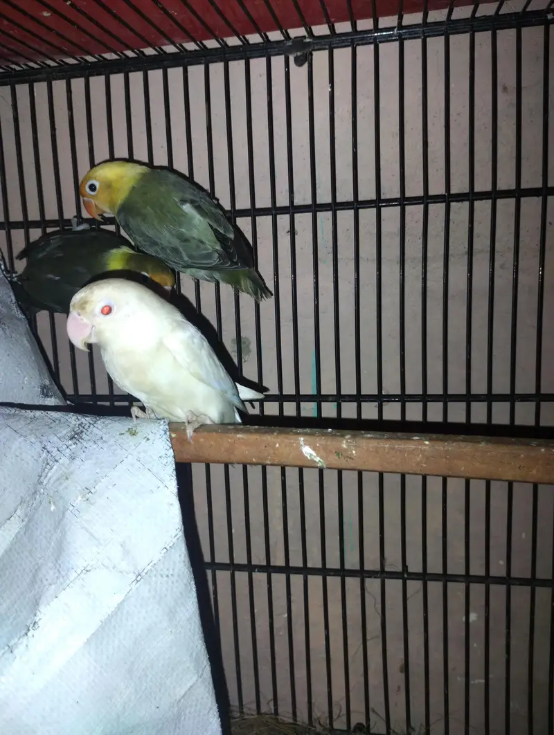 love birds for sale — photo 3