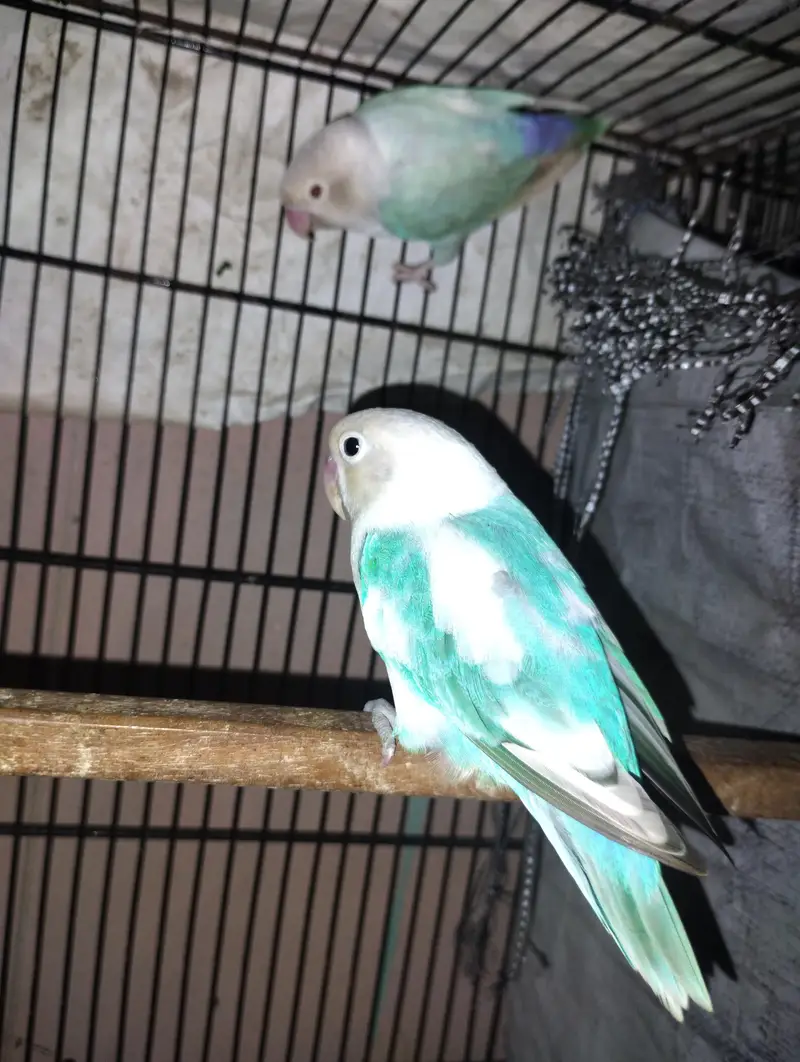love birds for sale — photo 4