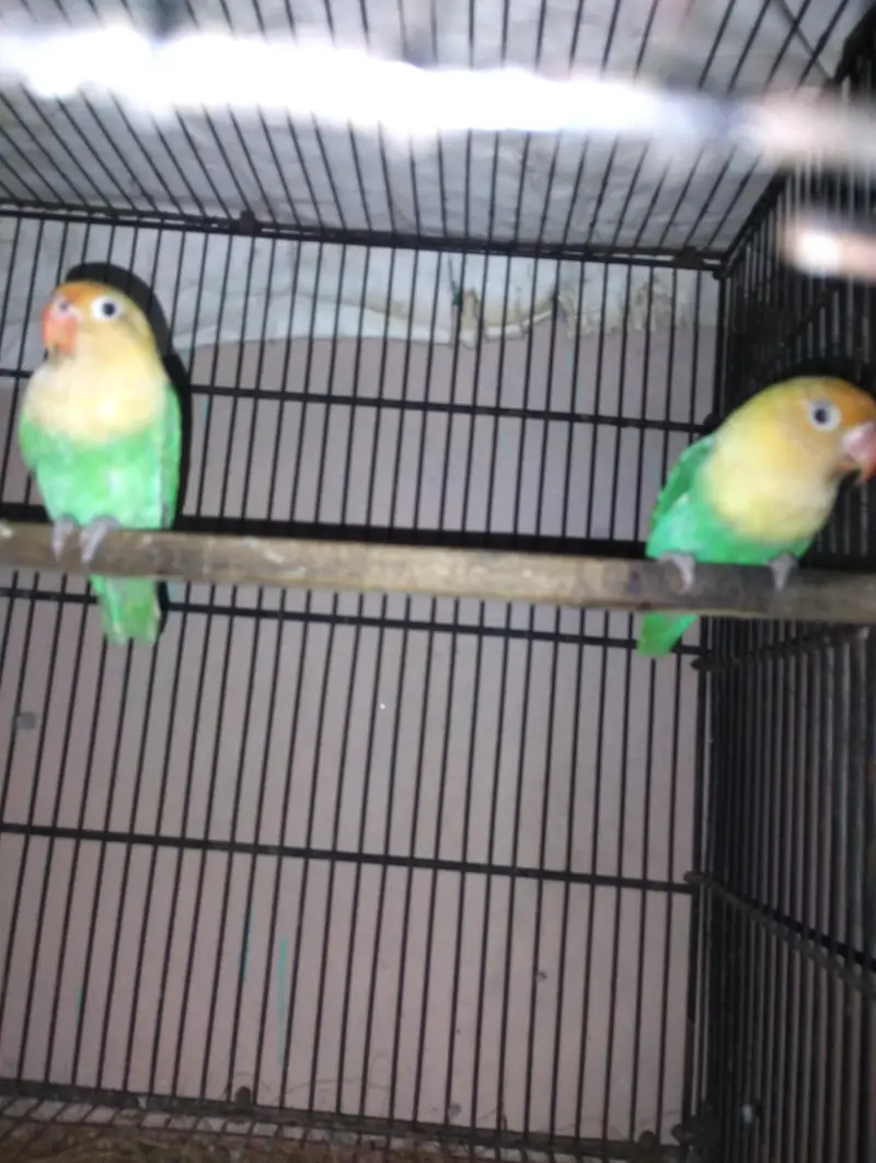 love birds for sale — photo 5