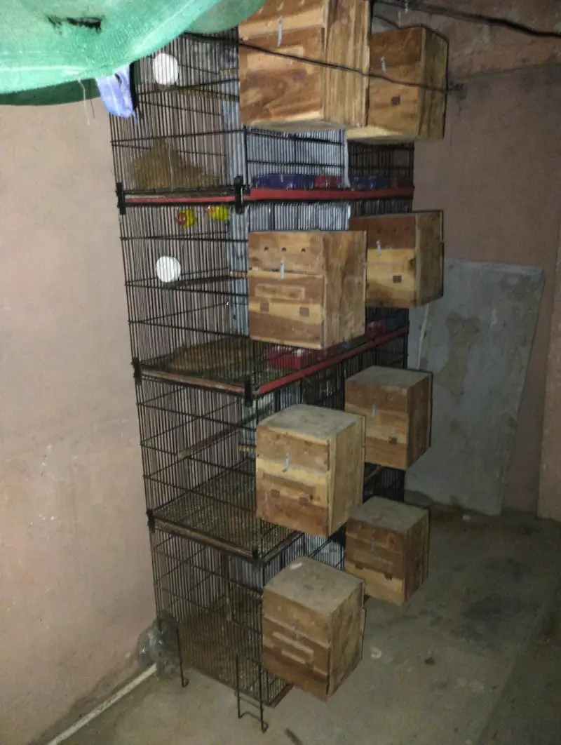love birds for sale — photo 6