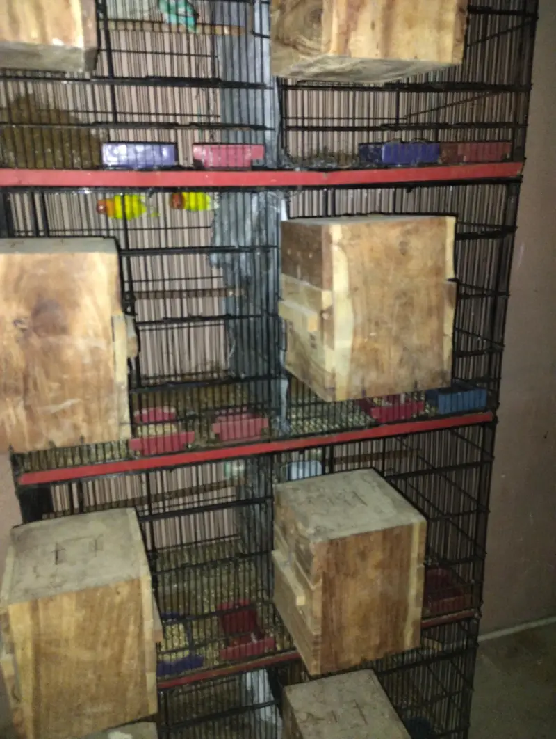 love birds for sale — photo 7