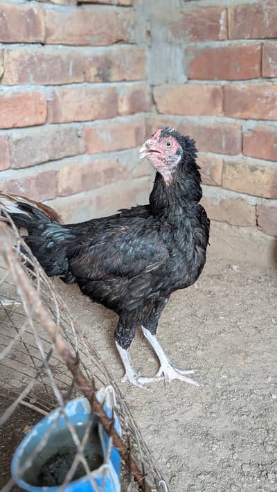 Assalamualaikum black mushki murgi for sale num 03202086032