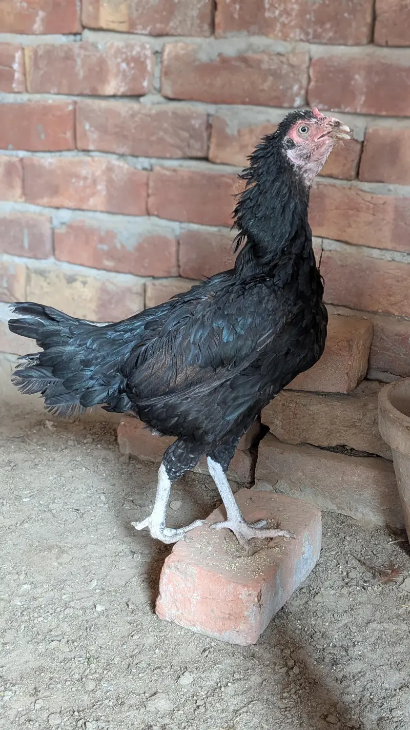Assalamualaikum black mushki murgi for sale num 03202086032 — photo 2