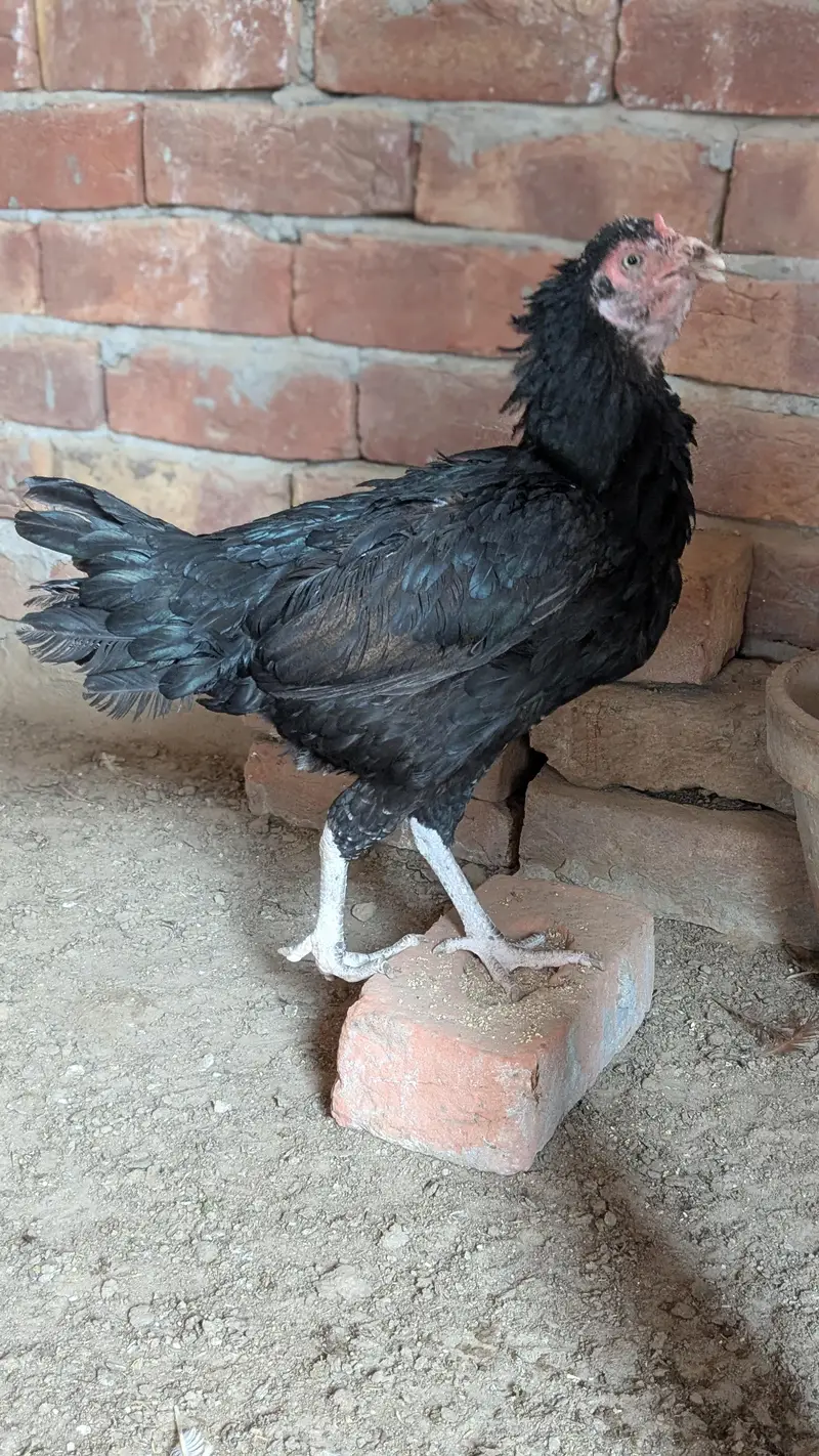Assalamualaikum black mushki murgi for sale num 03202086032 — photo 3