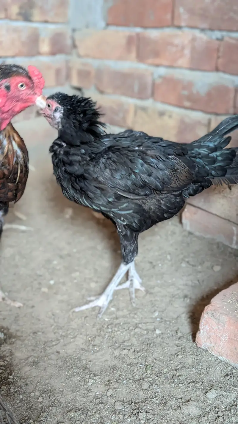 Assalamualaikum black mushki murgi for sale num 03202086032 — photo 4