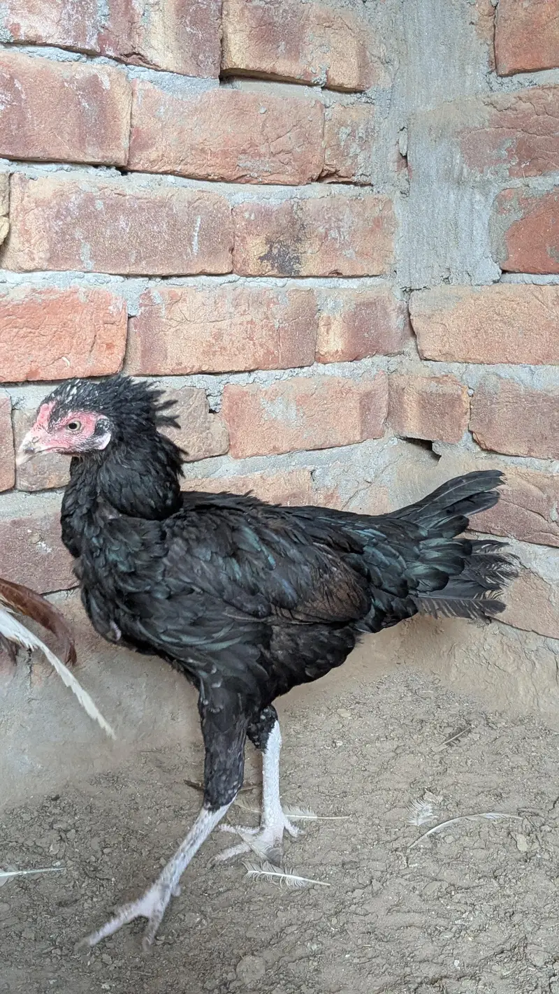 Assalamualaikum black mushki murgi for sale num 03202086032 — photo 6