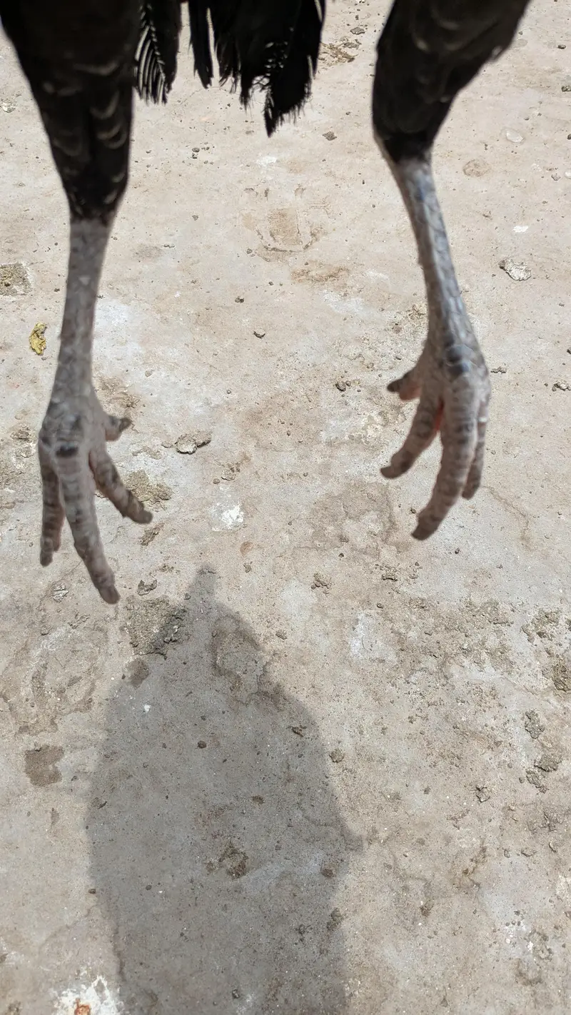 Assalamualaikum black mushki murgi for sale num 03202086032 — photo 7