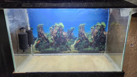 fish aquarium