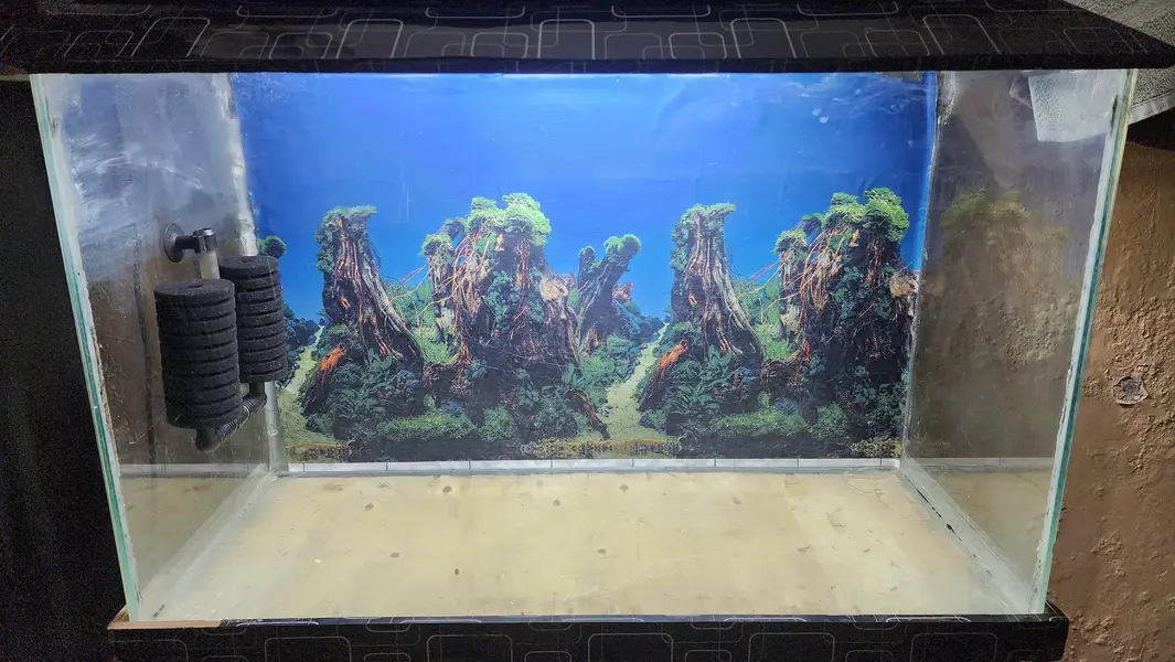 fish aquarium
