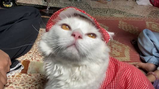 Cute White Persian Cat - Healthy & Friendly -29 With Dress & Cap - Ka