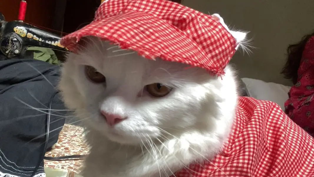 Cute White Persian Cat - Healthy & Friendly -29 With Dress & Cap - Ka — photo 2