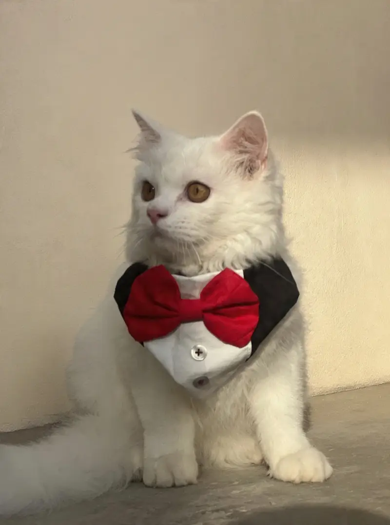 Cute White Persian Cat - Healthy & Friendly -29 With Dress & Cap - Ka — photo 3
