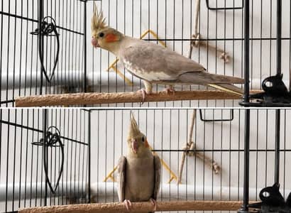 6 Cockatiel Pieces Looking For New Shelter