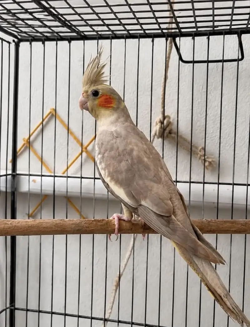 6 Cockatiel Pieces Looking For New Shelter — photo 2