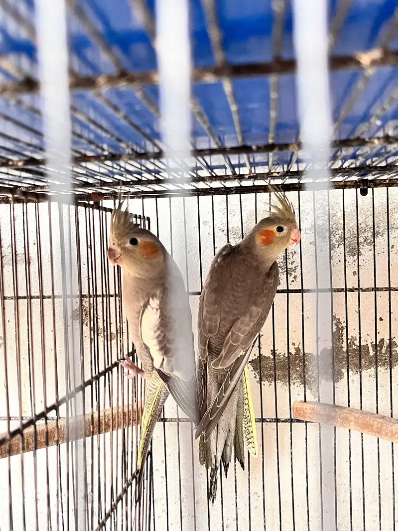 6 Cockatiel Pieces Looking For New Shelter — photo 3