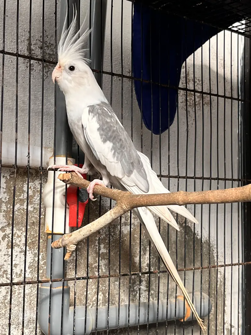 6 Cockatiel Pieces Looking For New Shelter — photo 4