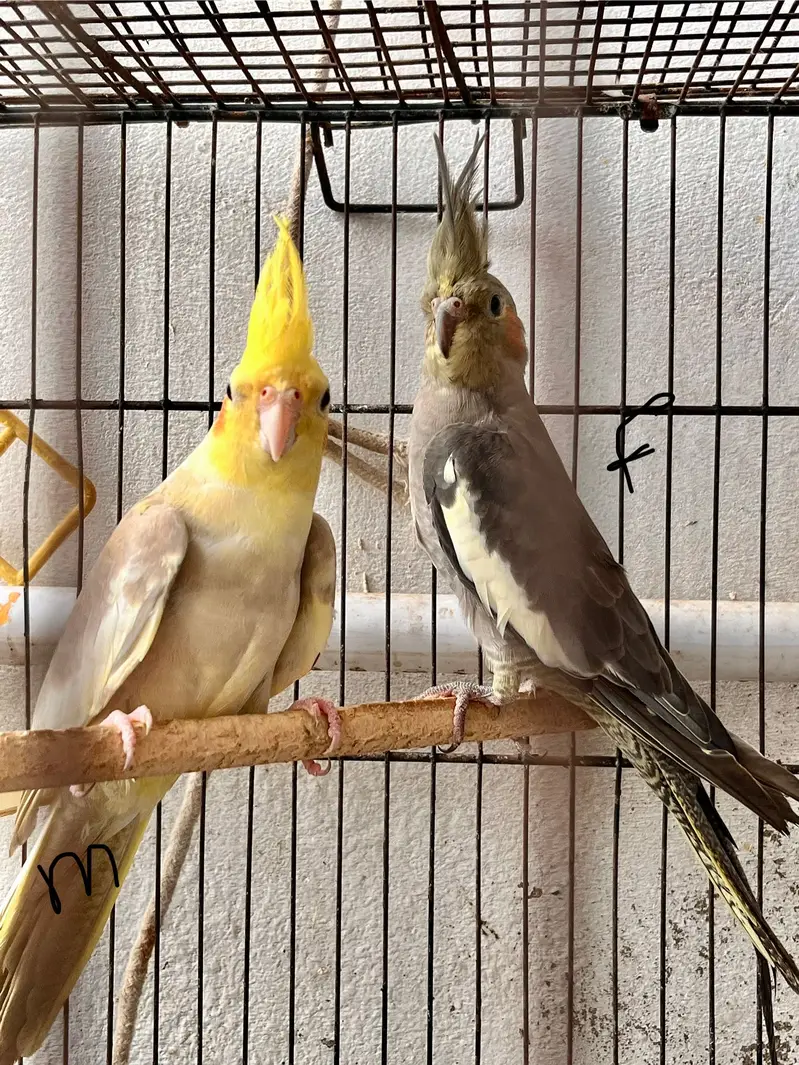 6 Cockatiel Pieces Looking For New Shelter — photo 5