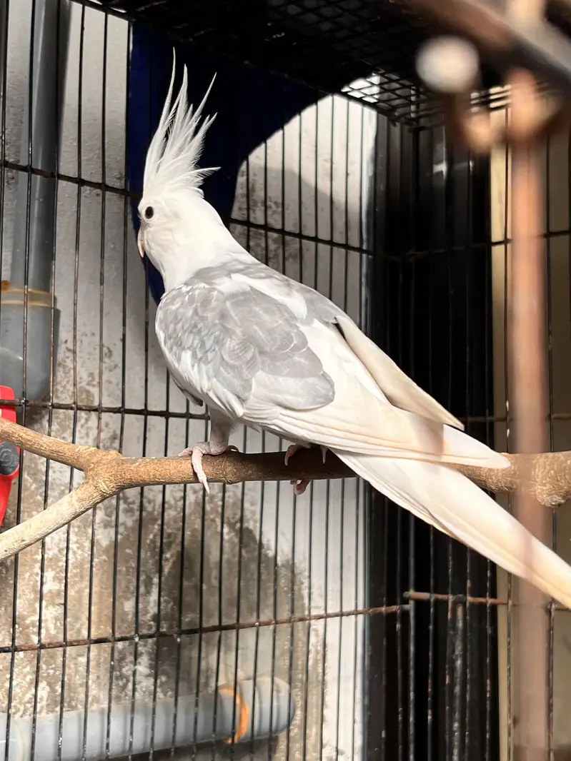 6 Cockatiel Pieces Looking For New Shelter — photo 6