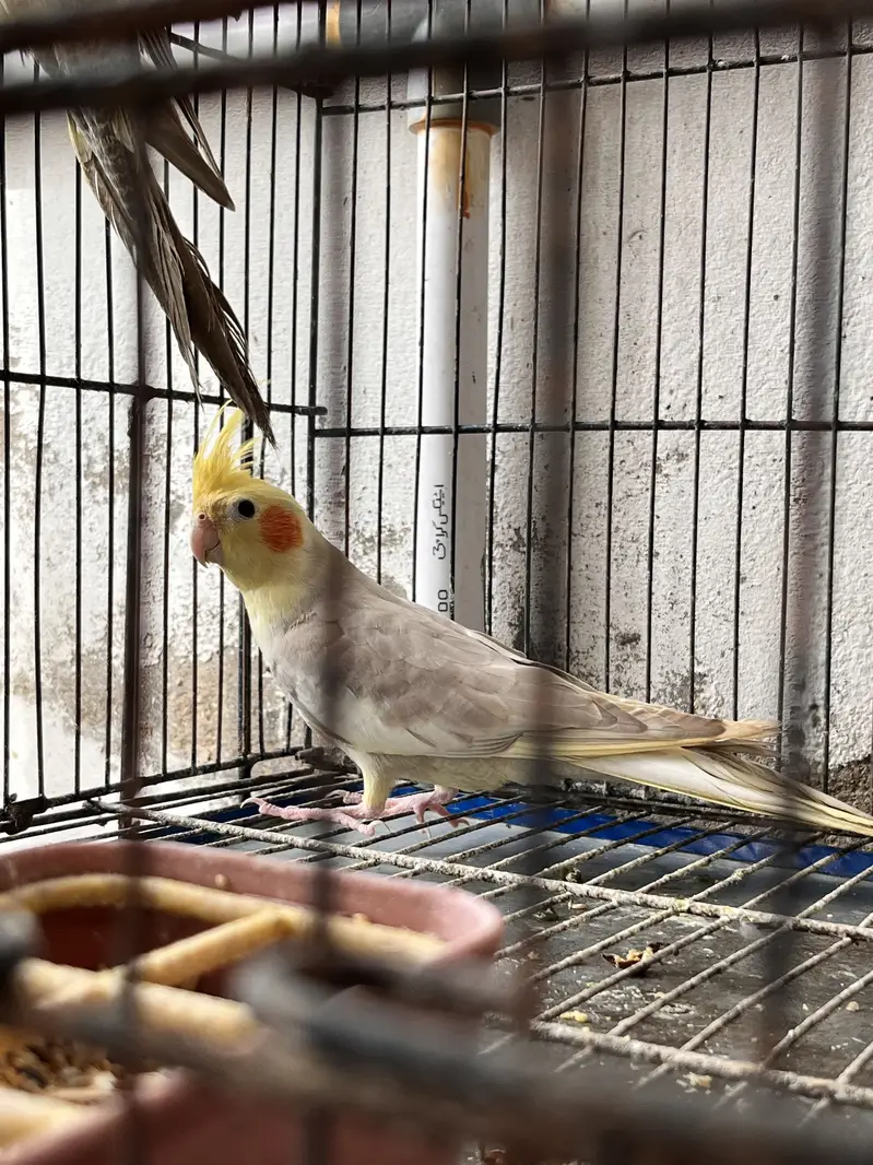 6 Cockatiel Pieces Looking For New Shelter — photo 7