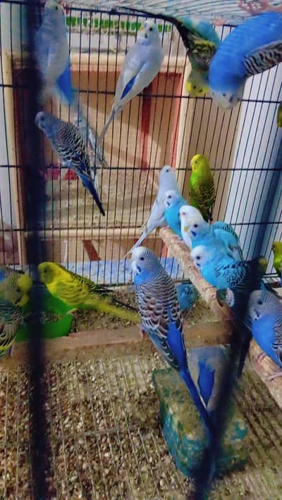 budgies parrots available for sale 03180168070