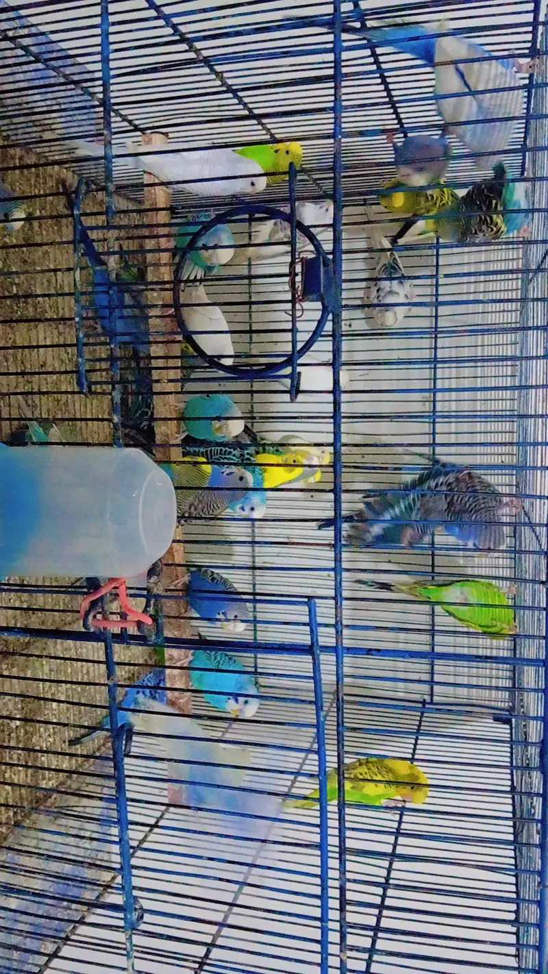 budgies parrots available for sale 03180168070 — photo 2