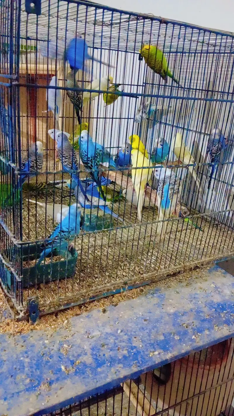 budgies parrots available for sale 03180168070 — photo 3