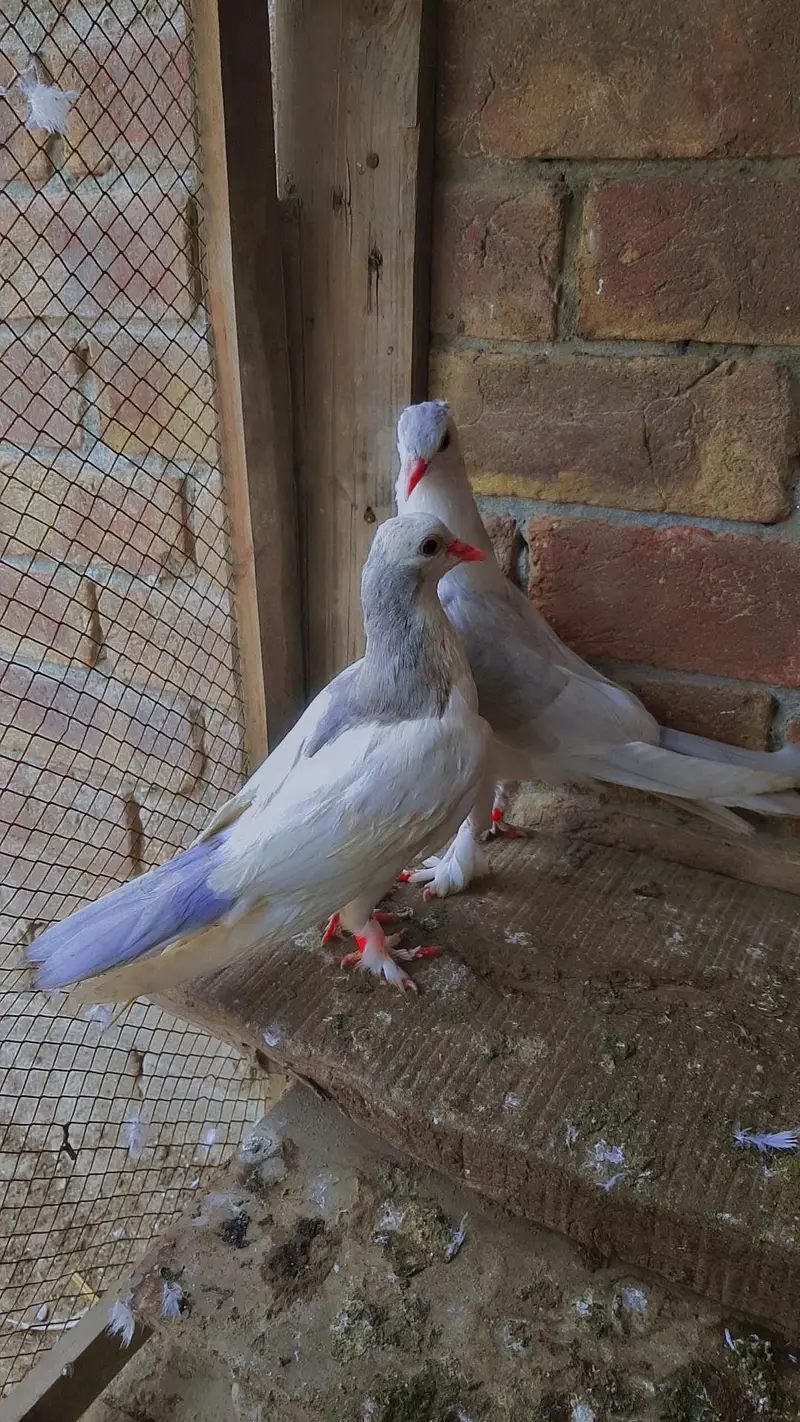 grey sherazi pair — photo 2