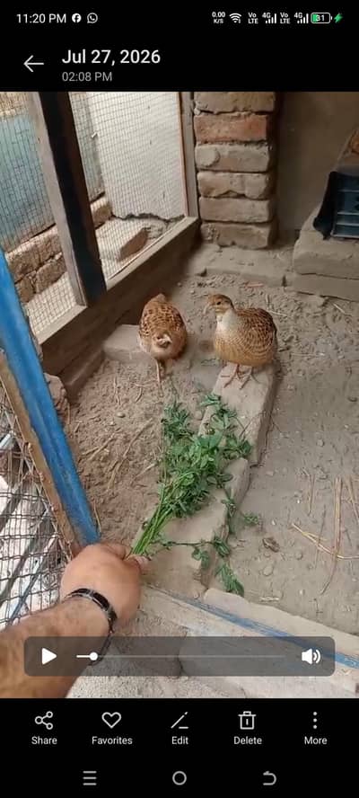 Irani breeder teeter pair