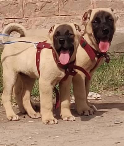 King Turkish kangal pair dabal Hadi Havey bone structure security dog