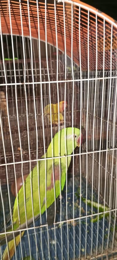 Pahari for sale