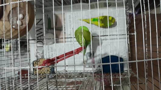 Australian parrots/ Budgies
