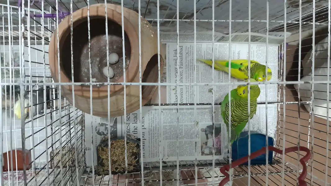 Australian parrots/ Budgies — photo 2