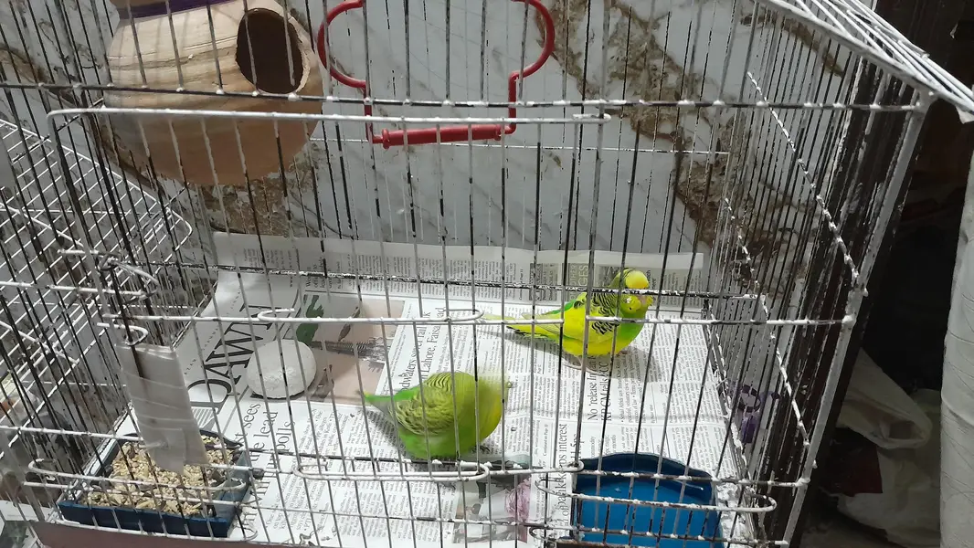 Australian parrots/ Budgies — photo 3